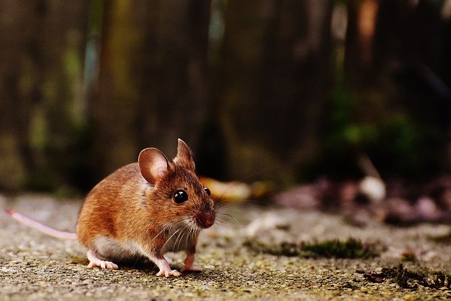 Como manter os ratos fora de casa?