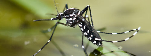 Como se livrar dos mosquitos?